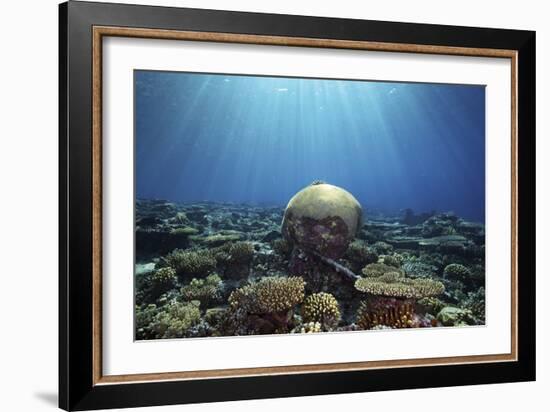 Coral Garden-Alexander Semenov-Framed Photographic Print