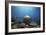 Coral Garden-Alexander Semenov-Framed Photographic Print