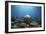 Coral Garden-Alexander Semenov-Framed Photographic Print