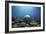 Coral Garden-Alexander Semenov-Framed Photographic Print