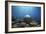 Coral Garden-Alexander Semenov-Framed Photographic Print