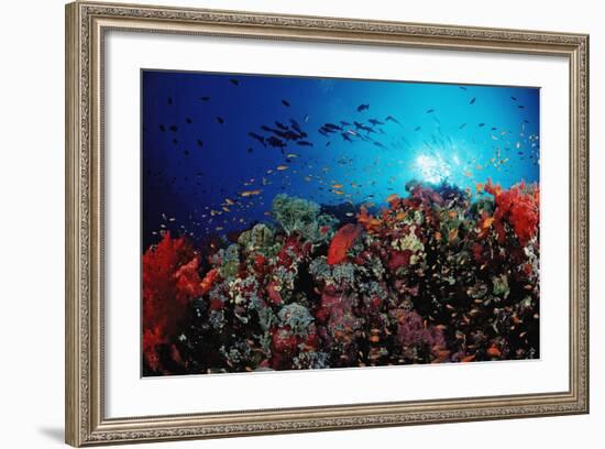 Coral Grouper and Reef, Cephalopholis Miniata, Sudan, Africa, Red Sea-Reinhard Dirscherl-Framed Photographic Print