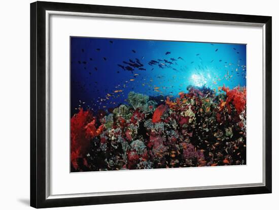 Coral Grouper and Reef, Cephalopholis Miniata, Sudan, Africa, Red Sea-Reinhard Dirscherl-Framed Photographic Print