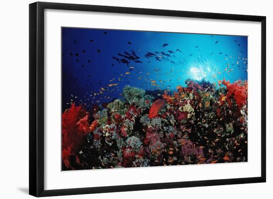 Coral Grouper and Reef, Cephalopholis Miniata, Sudan, Africa, Red Sea-Reinhard Dirscherl-Framed Photographic Print