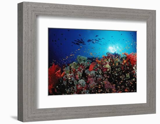 Coral Grouper and Reef, Cephalopholis Miniata, Sudan, Africa, Red Sea-Reinhard Dirscherl-Framed Photographic Print