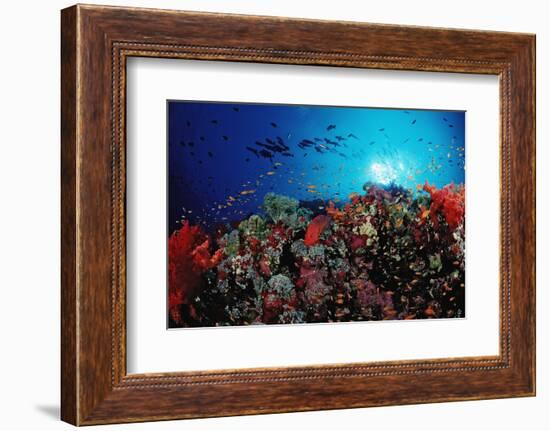 Coral Grouper and Reef, Cephalopholis Miniata, Sudan, Africa, Red Sea-Reinhard Dirscherl-Framed Photographic Print