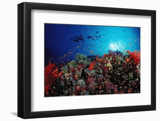 Coral Grouper and Reef, Cephalopholis Miniata, Sudan, Africa, Red Sea-Reinhard Dirscherl-Framed Photographic Print