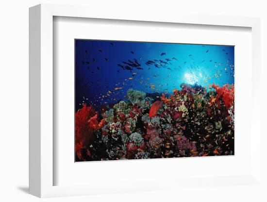 Coral Grouper and Reef, Cephalopholis Miniata, Sudan, Africa, Red Sea-Reinhard Dirscherl-Framed Photographic Print