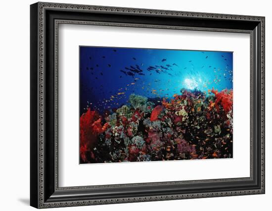 Coral Grouper and Reef, Cephalopholis Miniata, Sudan, Africa, Red Sea-Reinhard Dirscherl-Framed Photographic Print