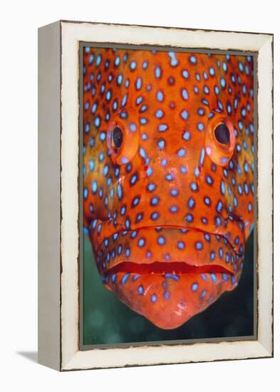 Coral Grouper, Close Up of Head-null-Framed Premier Image Canvas