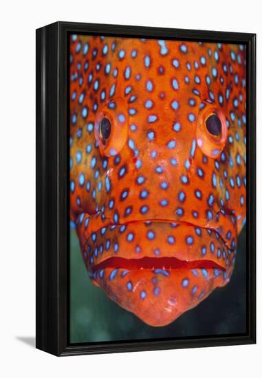 Coral Grouper, Close Up of Head-null-Framed Premier Image Canvas