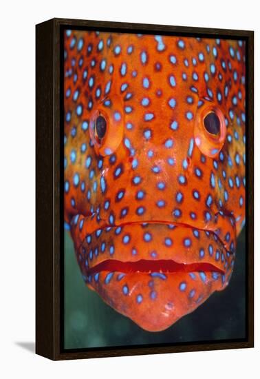 Coral Grouper, Close Up of Head-null-Framed Premier Image Canvas