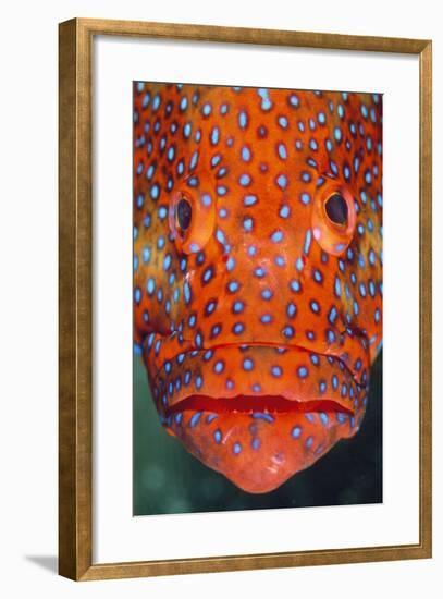 Coral Grouper, Close Up of Head-null-Framed Premium Photographic Print