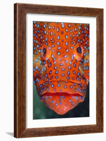 Coral Grouper, Close Up of Head-null-Framed Photographic Print