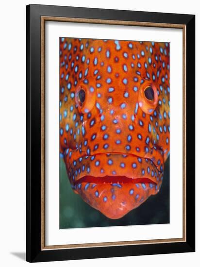 Coral Grouper, Close Up of Head-null-Framed Photographic Print