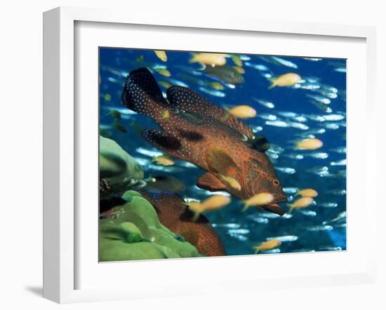 Coral Grouper Hangs Motionless as It Awaits Small Fish Prey, Simian Islands, Southeast Asia-Lousie Murray-Framed Photographic Print