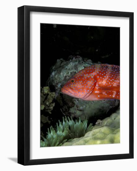 Coral Grouper-Michele Westmorland-Framed Photographic Print