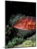 Coral Grouper-Michele Westmorland-Mounted Photographic Print