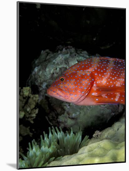 Coral Grouper-Michele Westmorland-Mounted Photographic Print