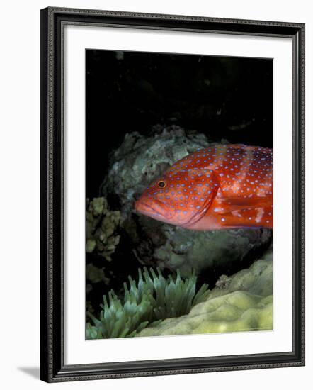 Coral Grouper-Michele Westmorland-Framed Photographic Print