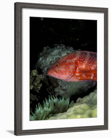 Coral Grouper-Michele Westmorland-Framed Photographic Print