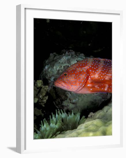 Coral Grouper-Michele Westmorland-Framed Photographic Print