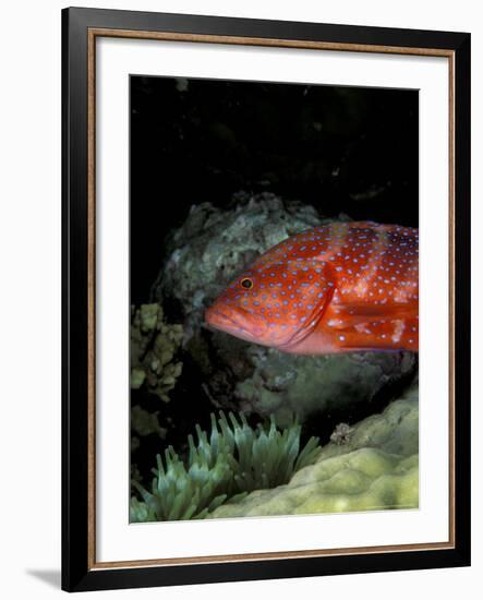 Coral Grouper-Michele Westmorland-Framed Photographic Print