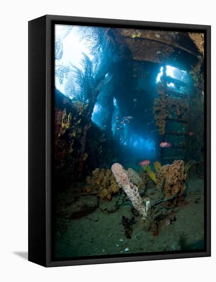 Coral Growth Inside Wreck of Lesleen M Freighter, Sunk in 1985 in Anse Cochon Bay, St Lucia-Lisa Collins-Framed Premier Image Canvas