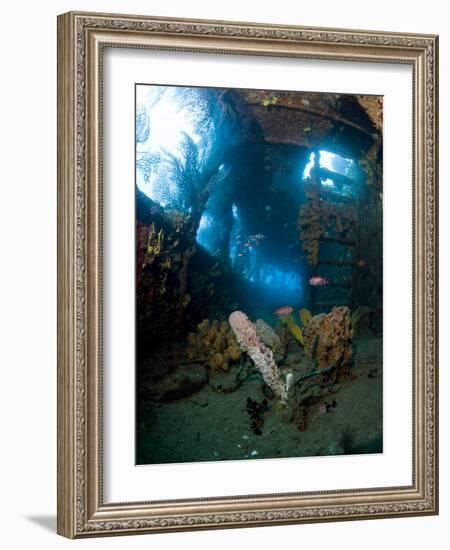 Coral Growth Inside Wreck of Lesleen M Freighter, Sunk in 1985 in Anse Cochon Bay, St Lucia-Lisa Collins-Framed Photographic Print