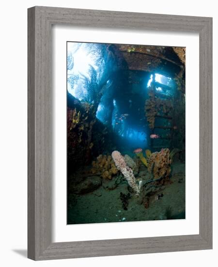 Coral Growth Inside Wreck of Lesleen M Freighter, Sunk in 1985 in Anse Cochon Bay, St Lucia-Lisa Collins-Framed Photographic Print