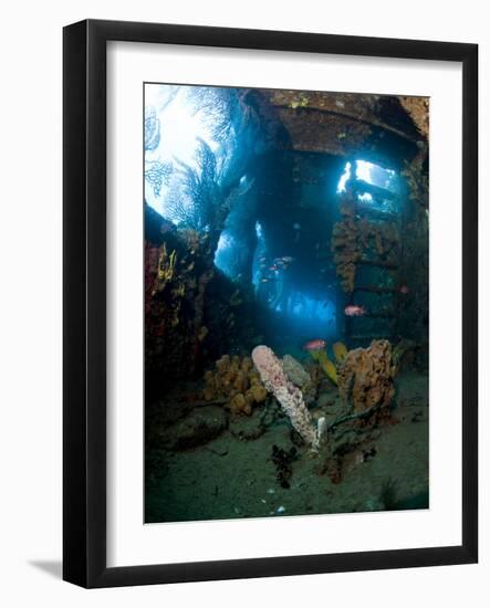 Coral Growth Inside Wreck of Lesleen M Freighter, Sunk in 1985 in Anse Cochon Bay, St Lucia-Lisa Collins-Framed Photographic Print