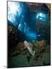 Coral Growth Inside Wreck of Lesleen M Freighter, Sunk in 1985 in Anse Cochon Bay, St Lucia-Lisa Collins-Mounted Photographic Print