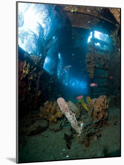 Coral Growth Inside Wreck of Lesleen M Freighter, Sunk in 1985 in Anse Cochon Bay, St Lucia-Lisa Collins-Mounted Photographic Print