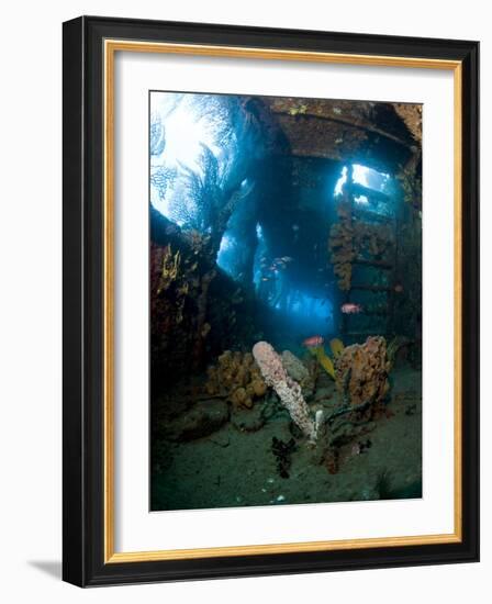 Coral Growth Inside Wreck of Lesleen M Freighter, Sunk in 1985 in Anse Cochon Bay, St Lucia-Lisa Collins-Framed Photographic Print