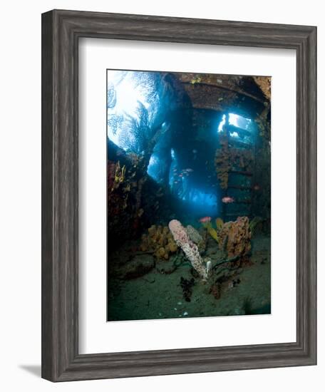 Coral Growth Inside Wreck of Lesleen M Freighter, Sunk in 1985 in Anse Cochon Bay, St Lucia-Lisa Collins-Framed Photographic Print