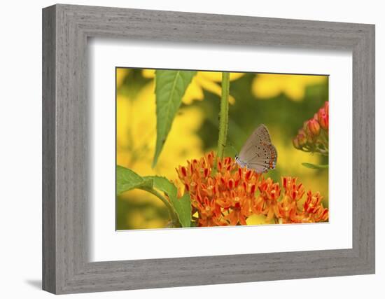 Coral Hairstreak Butterfly on Butterfly Milkweed, Marion Co., Il-Richard ans Susan Day-Framed Photographic Print