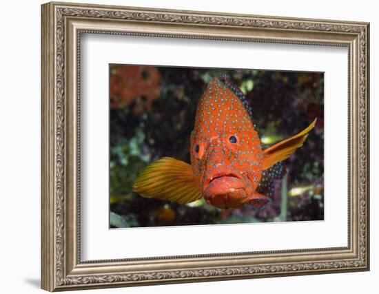 Coral Hind or Grouper (Cephalopholis Miniata)-Reinhard Dirscherl-Framed Photographic Print