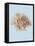 Coral I-Sloane Addison  -Framed Stretched Canvas