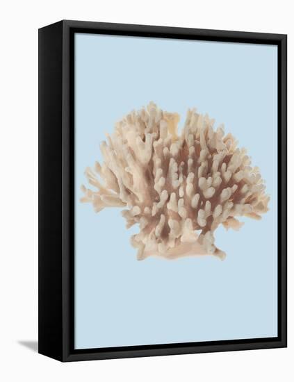Coral I-Sloane Addison  -Framed Stretched Canvas