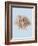 Coral I-Sloane Addison  -Framed Art Print