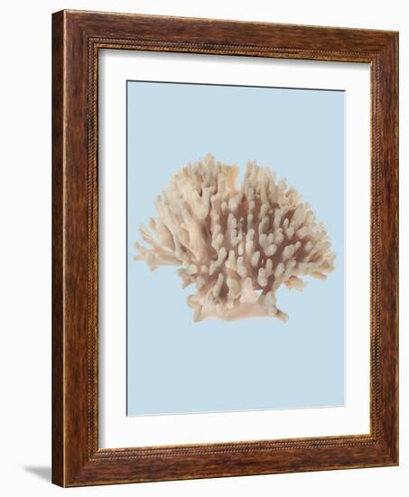 Coral I-Sloane Addison  -Framed Art Print