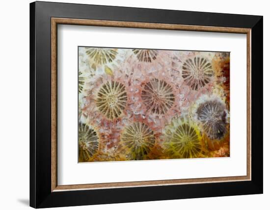 Coral, Indonesia-Darrell Gulin-Framed Photographic Print