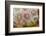 Coral, Indonesia-Darrell Gulin-Framed Photographic Print