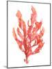 Coral Kelp I-Jennifer Goldberger-Mounted Art Print