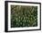 Coral of the Genus Fungia-Andrea Ferrari-Framed Photographic Print