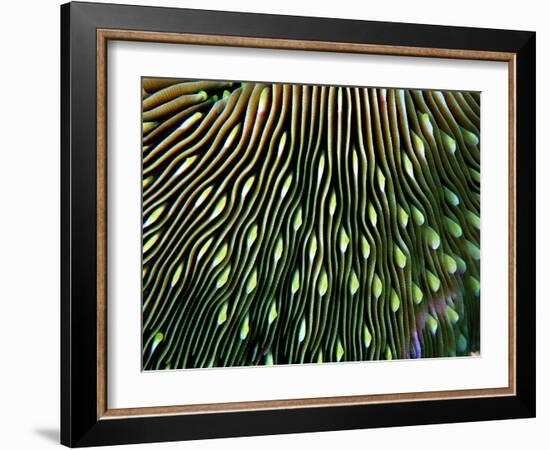 Coral of the Genus Fungia-Andrea Ferrari-Framed Photographic Print