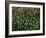 Coral of the Genus Fungia-Andrea Ferrari-Framed Photographic Print