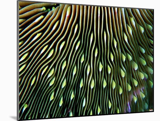 Coral of the Genus Fungia-Andrea Ferrari-Mounted Photographic Print