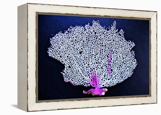 Coral on Navy I-Jairo Rodriguez-Framed Premier Image Canvas