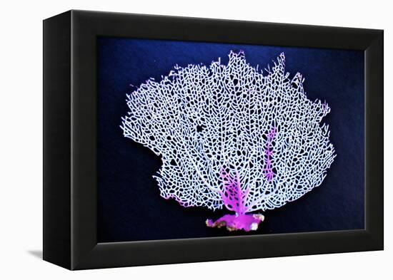 Coral on Navy I-Jairo Rodriguez-Framed Premier Image Canvas